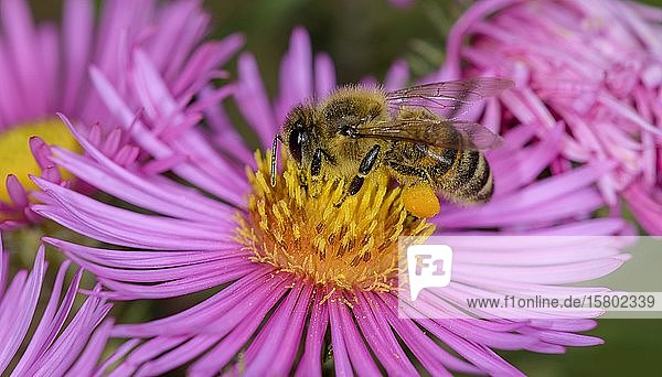 Honigbiene (Apis mellifera) auf Asterblüte (Aster) Berndorf Niederösterreich Österreich Europa