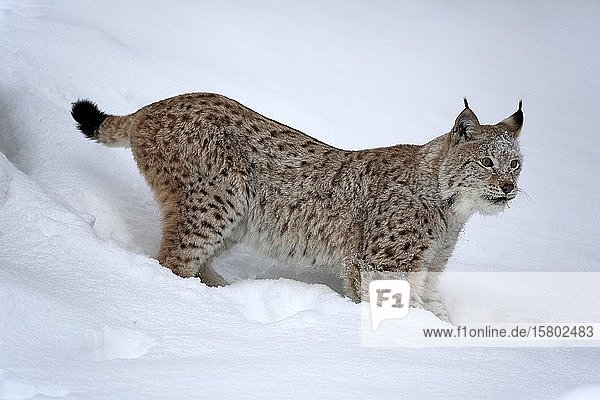 Eurasischer Luchs (Lynx lynx)  erwachsen  im Winter  im Schnee  Futtersuche  in Gefangenschaft  Montana  Nordamerika  USA  Nordamerika