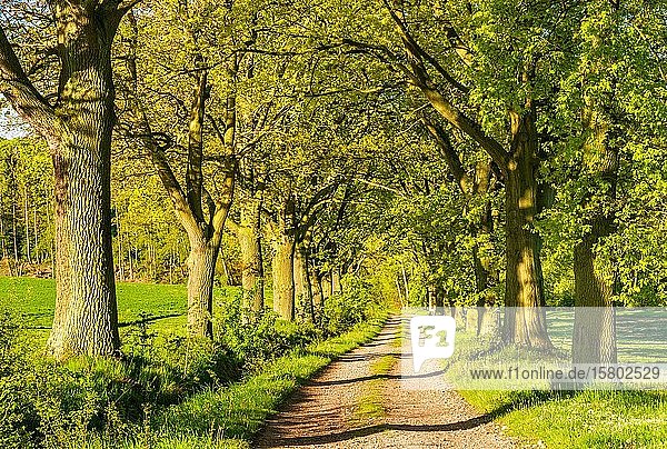 Feldweg durch Allee mit Eichen (Quercus)  Reinhardswald  Hessen  Deutschland  Europa