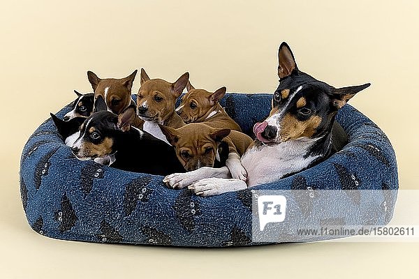 Basenji oder Kongo Terrier (Canis lupus familiaris)  erwachsenes Tier mit Welpen  liegend im Hundebett  Studioaufnahme  heller Hintergrund  Österreich  Europa