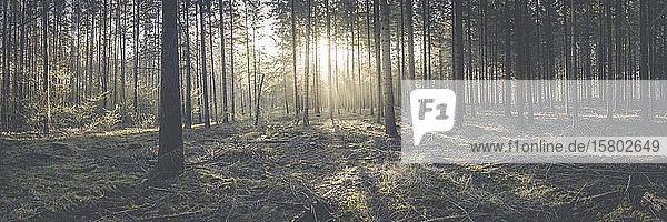 Brandenburgischer Wald bei Sonnenaufgang  Brandenburg  Deutschland  Europa