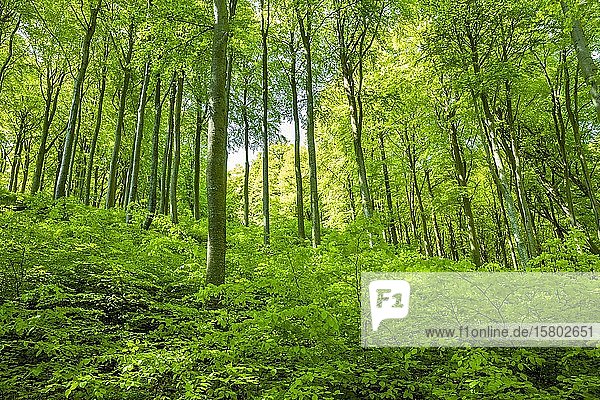 Rotbuchenwald (Fagus sylvatica),  Naturverjüngung,  Nationalpark Jasmund,  Rügen,  Mecklenburg Vorpommern,  Deutschland,  Europa