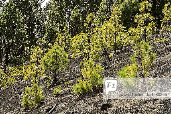 Junge Kanarische Kiefern (Pinus canariensis) auf einem Lavafeld La Palma Kanaren Spanien Europa