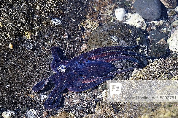 Octopus in shallow water  Valle Gran Rey  La Gomera  Canary Islands  Spain  Europe