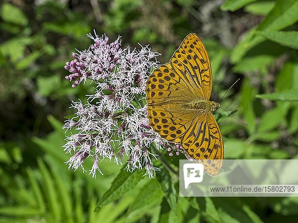 Kaisermantel (Argynnis paphia) auf Blüten des gewöhnlichen Wasserdost (Eupatorium cannabinum) Gaisstein Furth Niederösterreich Österreich Europa