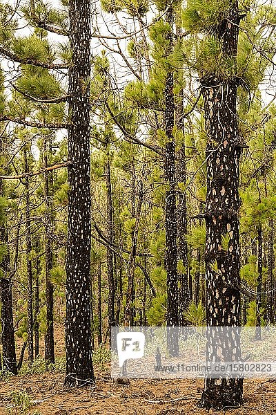 Kanarischen Kiefern (Pinus canariensis) mit jungen Trieben nach einem Waldbrand Hochformat La Palma Kanaren Spanien Europa