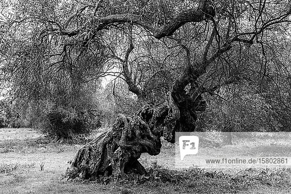 Uralter Olivenbaum (Olea europaea) mit verwundenem Baumstamm schwarz-weiß Sardinien Italien Europa