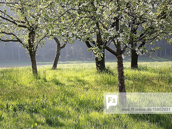 Streuobstwiese im Morgenlicht  Frühling  Obstbaumblüte  Oberbayern  Bayern  Deutschland  Europa