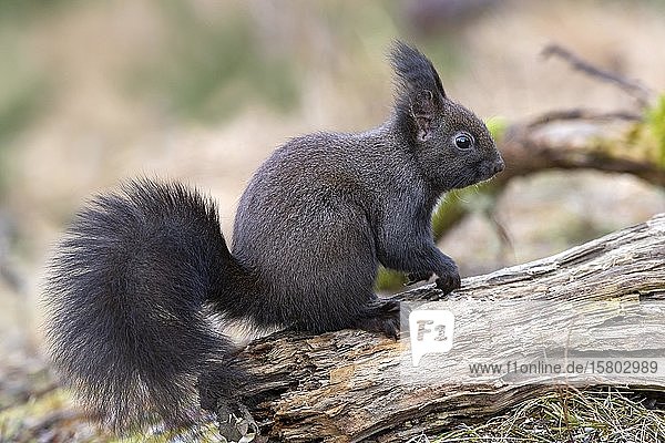 Rotes Eichhörnchen (Sciurus vulgaris)  sitzend auf einer Wurzel  Tirol  Österreich  Europa