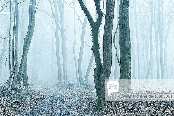 Wanderweg durch kahlen Wald im Winter  eingefroren in Nebel und Frost  Burgenlandkreis  Schachsen-Anhalt  Deutschland  Europa