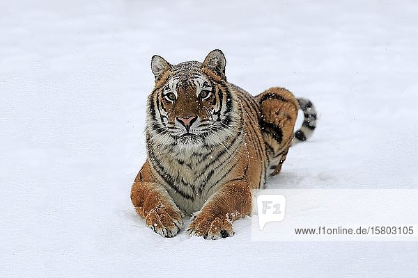 Siberian tiger (Panthera tigris altaica) adult captive in winter in snow alert Montana North America USA North America