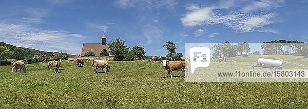 Cows in front of the church of Schwarzensee Lower Austria Austria Europe