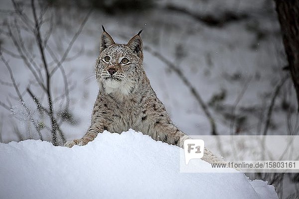 Eurasischer Luchs (Lynx lynx)  erwachsen  in Gefangenschaft  im Winter  im Schnee  Futtersuche  Montana  Nordamerika  USA  Nordamerika