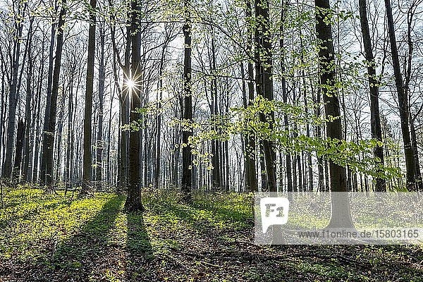 Rotbuchenwald (Fagus sylvatica) im Frühjahr  mit Sonnenstern  Nationalpark Hainich  Thüringen  Deutschland  Europa