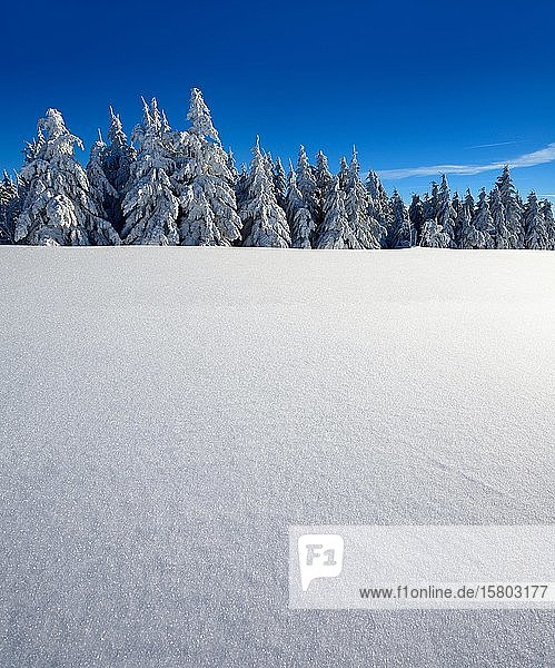 Verschneite Winterlandschaft am Fichtelberg,  schneebedeckte Fichten,  funkelnde Schneekristalle,  bei Oberwiesenthal,  Erzgebirge,  Sachsen,  Deutschland,  Europa