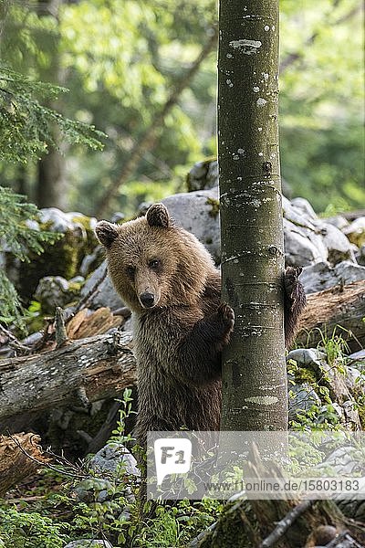 Europäischer Braunbär (Ursus arctos arctos) im Wald  stehend  in freier Wildbahn  Region Notranjska  Dinarische Alpen  Slowenien  Europa