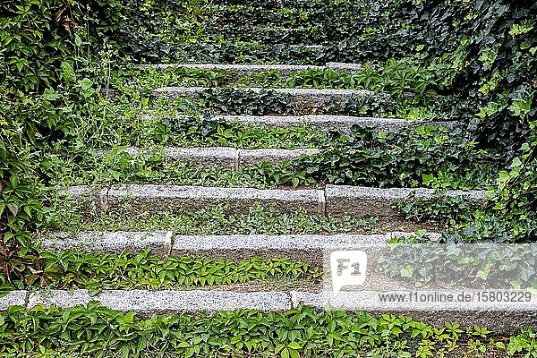 Stairs  overgrown  garden Campo del Moro  Madrid  Spain  Europe