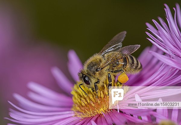Honigbiene (Apis mellifera) auf Asterblüte (Aster) Berndorf Niederösterreich Österreich Europa
