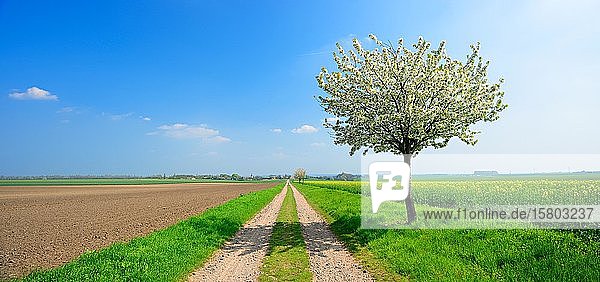 Panorama  field path through fields in spring  cherry trees (Prunus) in blossom  Saalekreis  Saxony-Anhalt  Germany  Europe