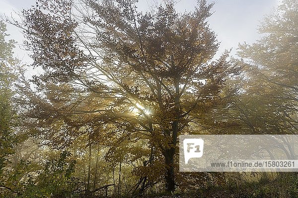 Herbstlicher Buchenwald mit Nebel Hocheck Furth an der Triesting Niederösterreich Österreich Europa