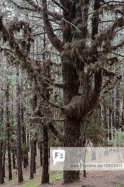Kanarische Kiefer (Pinus canariensis) dick behangen mit trockenen Nadeln auf den Ästen Hochformat La Palma Kanaren Spanien Europa