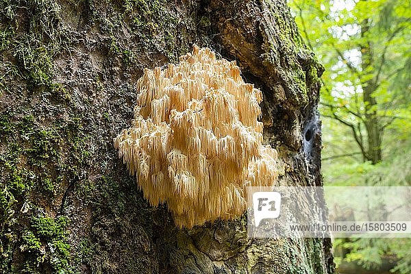 Hericium flagellum (Hericium flagellum) auf Weißtanne (Abies alba)  Nationalpark Bayerischer Wald  Bayern  Deutschland  Europa