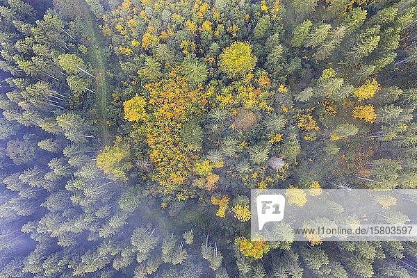 Herbstlicher Mischwald mit Nebelschwaden von oben  bei Krün  Drohnenaufnahme  Oberbayern  Bayern  Deutschland  Europa