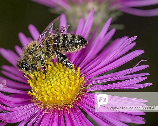 Honigbiene (Apis mellifera) auf Asterblüte (Aster) Niederösterreich Österreich Europa