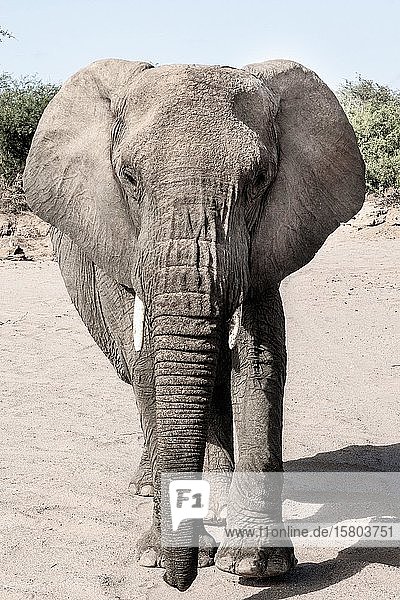 Namibischer Wüstenelefant (Loxodonta africana)  Huab-Fluss  Namibia  Afrika