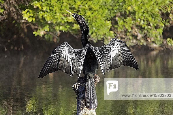 Amerikanischer Schlangenhalsvogel (Anhinga anhinga) sizt auf Baumstamm im Fluss und trocknet ausgebreitete Flügel, Rainbow River, Rainbow Springs State Park, Dunnelon, Florida, USA, Nordamerika