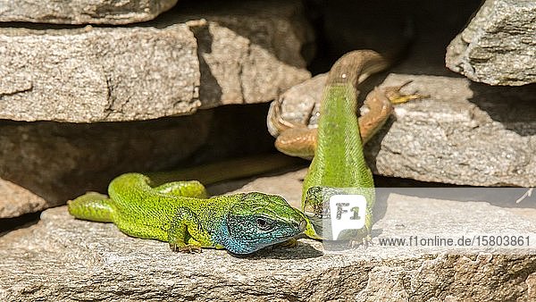 Östliche Smaragdeidechsen (Lacerta viridis) Tierpaar auf Steinmauer Serres Griechenland Europa