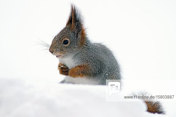 Rotes Eichhörnchen (Sciurus vulgaris)  frisst im Schnee  Kuusamo  Finnland  Europa