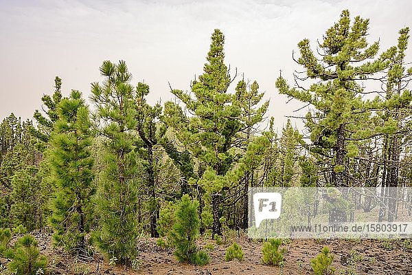 Wald mit teilweise jungen Kanarischen Kiefern (Pinus canariensis) La Palma Kanaren Spanien Europa