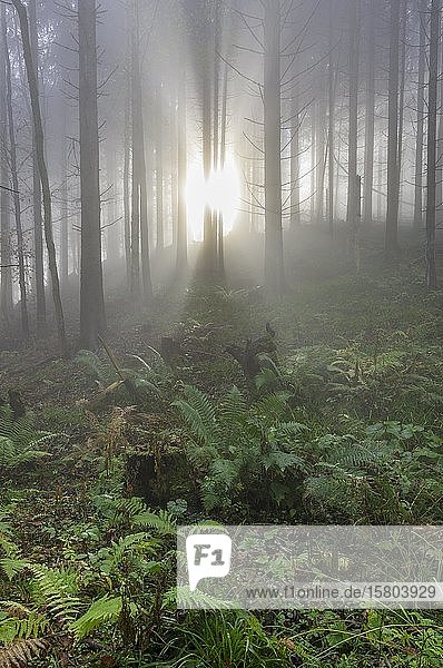 Wald im Nebel und Ferns  Traunkirchen  Oberösterreich  Österreich  Europa
