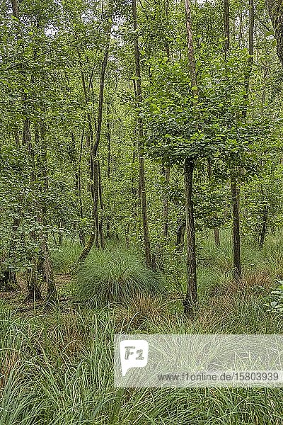 Sommerlicher Auenwald mit Großer Sumpf-Segge (Carex paniculata) und Schwarzerle (Alnus glutinosa)  Mönchbruch  Rüsselsheim  Hessen  Deutschland  Europa