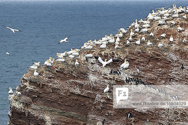 Northern gannet (Morus bassanus) breeding colony on a rugged red sandstone rock Heligoland North Sea Schleswig-Holstein Germany Europe