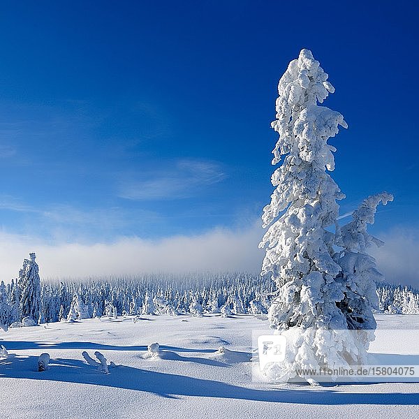 Verschneite  unberührte Winterlandschaft  schneebedeckte Bergfichten  herannahender Schneesturm  Nationalpark Harz  Sachsen-Anhalt  Deutschland  Europa