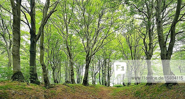 Natürlicher Buchenwald (Fagus) mit knorrigen,  überwucherten Bäumen im Frühling,  Erzgebirge,  Tschechische Republik,  Europa
