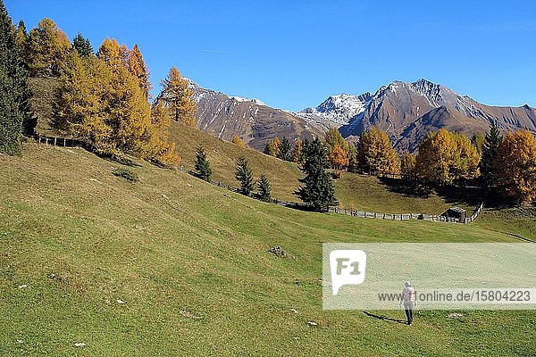 Frau in den Bergen  Lärchen (Larix) mit Herbstfärbung  Virgental  Zedlach  Matrei  Osttirol  Österreich  Europa