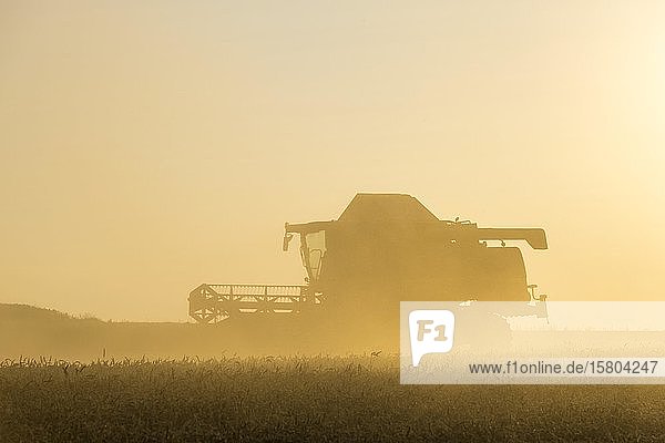 Combine harvester during grain harvest Baden-Württemberg Germany Europe