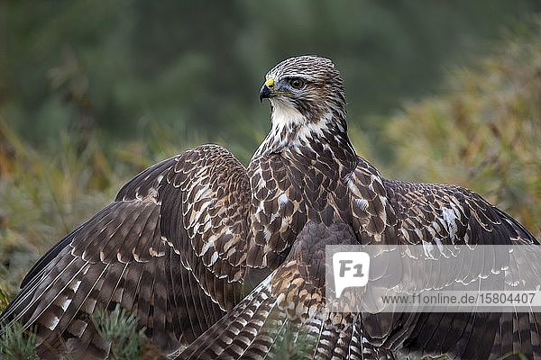 Steppe buzzard (Buteo buteo) sits on the ground with spread wings he coats he covers his prey from behind shoulder view Tyrol Austria Europe