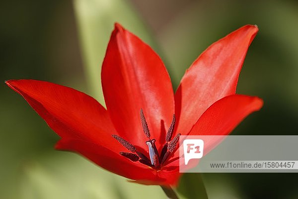 Rote Tulpe  Zwerg-Tulpe (Tulipa humilis)  Wildtulpe  Stempel und Staubgefäße  Baden-Württemberg  Deutschland  Europa