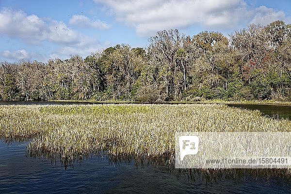 Flusslandschaft, Schilf, Bäume mit Louisianamoos oder Spanisches Moos (Tillandsia usneoides), Rainbow River, Rainbow Springs State Park, Dunnelon, Florida, USA, Nordamerika