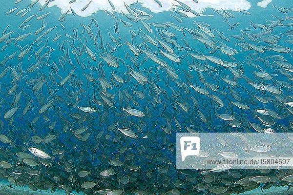Schule von Blauen Stachelmakrelen (Caranx crysos)  Playa Grandi  Curacao  Südamerika