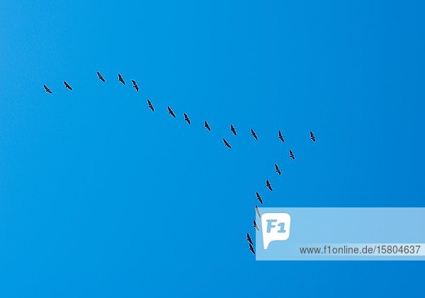 Cranes (Grus grus) flying in V-formation in front of blue sky Hiddensee Island Mecklenburg-Western Pomerania Germany Europe