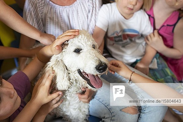 Kinder streicheln Hund  weißer Königspudel  tiergestützte Therapie im Kindergarten  Köln  Nordrhein-Westfalen  Deutschland  Europa