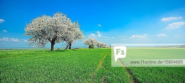 Panorama  grüne Felder im Frühling  blühende Kirschbäume (Prunus)  blauer Himmel mit Wolken  Unstrut-Hainich-Kreis  Thüringen  Deutschland  Europa
