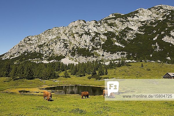 Tote Berge  Herden und Almhütten auf der Tauplitz Alm  Tauplitz  Salzkammergut  Steiermark  Österreich  Europa