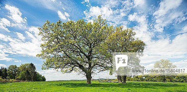 Kulturlandschaft im Frühling  Alte Eichen (Quercus) auf grüner Wiese  blauer Himmel mit Wolken  Reinhardswald  Hessen  Deutschland  Europa