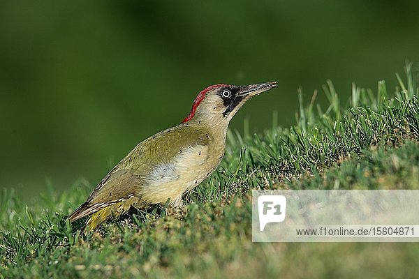 Grünspecht (Picus viridis) Weibchen mit Ameisen am Gefieder Serres Griechenland Europa